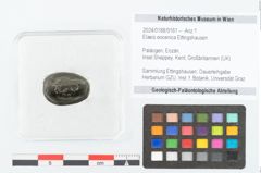 Foto (Objekt + Etikett) von Elaeis eocenica Ettingshausen (NHMW-GEO-2024-0188-9161)